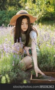 Young girl cuts lavender with secateurs. Gardening concept - young woman with pruner cutting and picking lavender flowers at summer garden