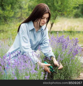 Young girl cuts lavender with secateurs. Gardening concept - young woman with pruner cutting and picking lavender flowers at summer garden