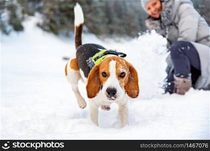 Young girl on a walk with her Beagle dog in winter having fun on snow first time.