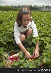 Young girl picking her own strawberries in a field