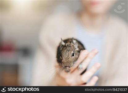 Young girl playing with cute chilean degu squirrel.  Cute pet sitting on kid&rsquo;s hand