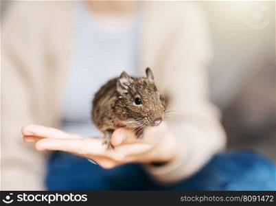 Young girl playing with cute chilean degu squirrel.  Cute pet sitting on kid’s hand