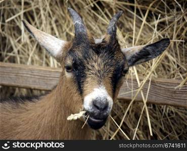 Young goat eating