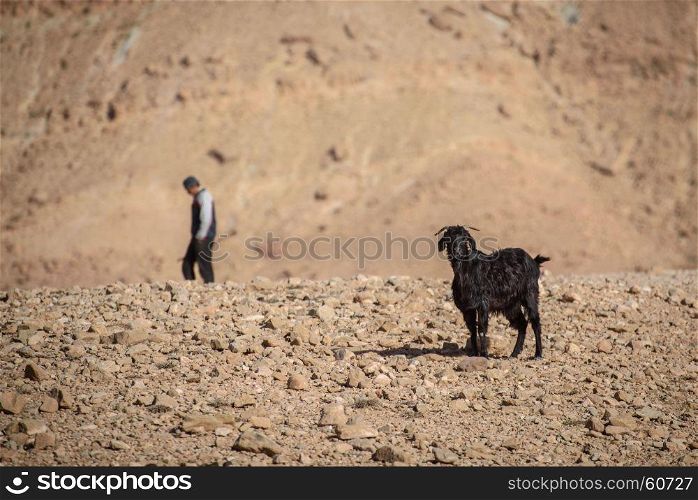 Young goat in Atlas Mountains, Morocco. One young goat walking on rocks in Moroccan Atlas mountains.