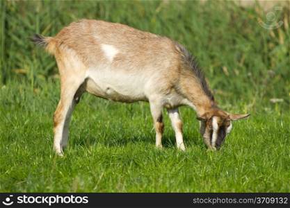 Young goat pasture on a green grass