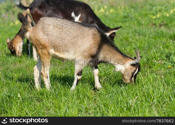 Young goat pasture on a green grass