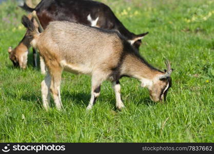 Young goat pasture on a green grass