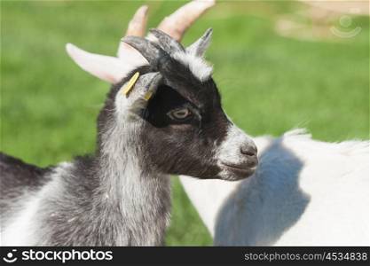 Young goat with black spots on a green meadow
