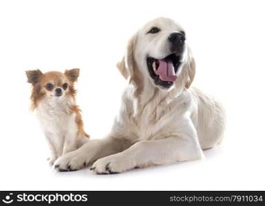 young golden retriever and chihuahua in front of white background