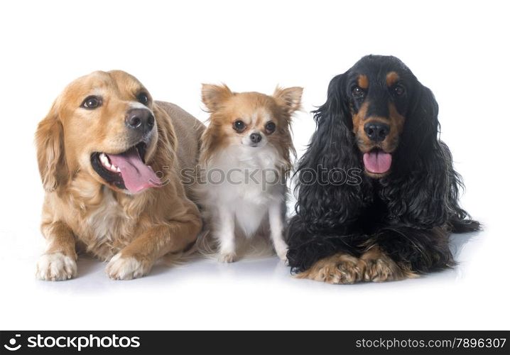 young golden retriever, cocker spaniel and chihuahua in front of white background