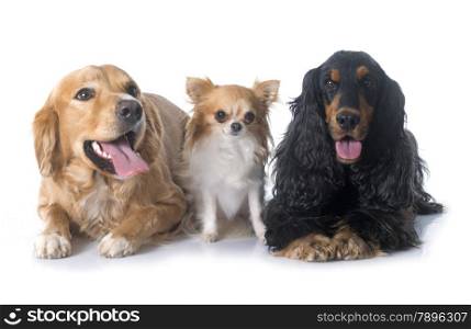 young golden retriever, cocker spaniel and chihuahua in front of white background