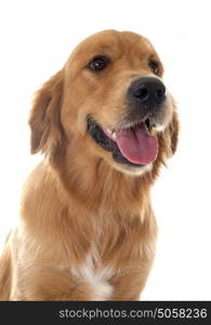 young golden retriever in front of white background