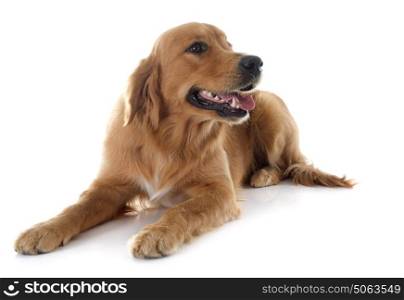 young golden retriever in front of white background
