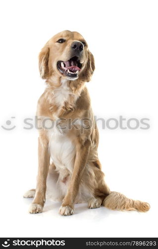 young golden retriever in front of white background