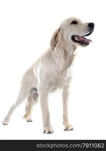 young golden retriever in front of white background