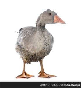 young goose in front of white background