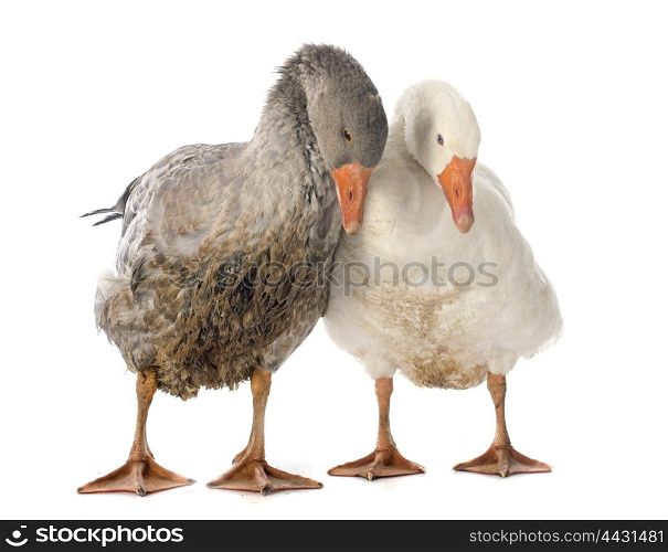 young goose in front of white background