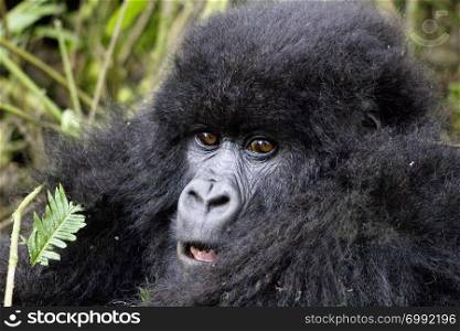 Young Gorilla in Virunga National Park