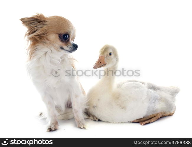 young gosling and chihuahua in front of white background