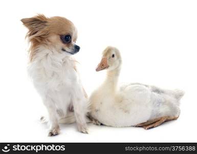 young gosling and chihuahua in front of white background