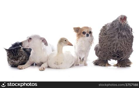 young gosling, jack russel terrier, brahma chicken, cat and chihuahua in front of white background