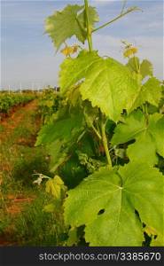 Young grapes in a vineyard in Southern France