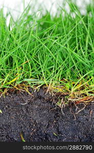 young grass turf close up