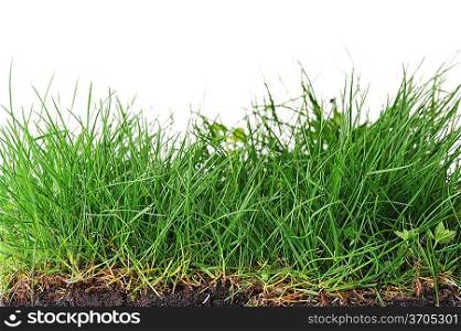 young grass turf close up