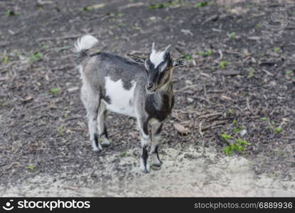 Young gray-and-white goat is standing in the yard on the farm