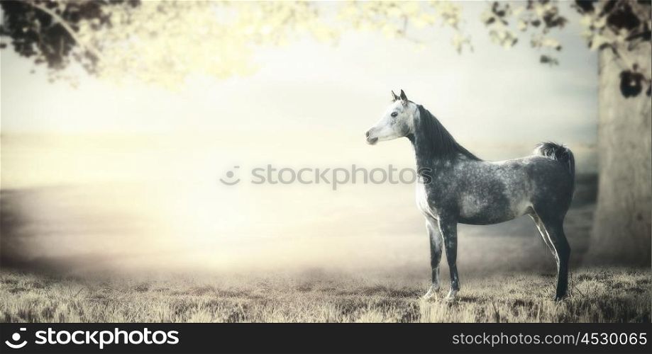 Young gray arabian stallion horse is on background of fields, pastures and big tree with foliage. Pastel toned. Banner