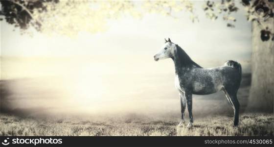 Young gray arabian stallion horse is on background of fields, pastures and big tree with foliage. Pastel toned. Banner
