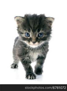 young gray kitten in front of white background