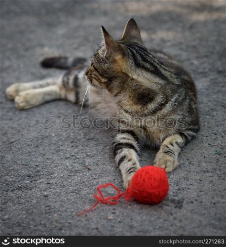 young gray kitten playing with a red woolen ball on the asphalt, summer day