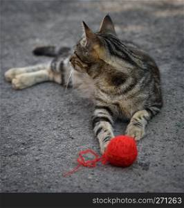 young gray kitten playing with a red woolen ball on the asphalt, summer day