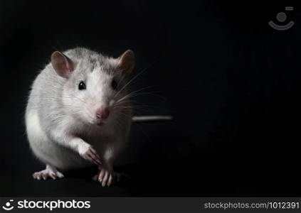Young gray rat isolated on black background. Rodent pets. Domesticated rat close up. The rat is looking at the camera. Young gray rat isolated on black background. Rodent pets. Domesticated rat close up. Rat sniffs the air