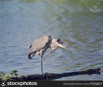 Young great blue heron in Florida lake