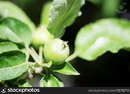 Young green apple on tree. Unripe apples in the garden