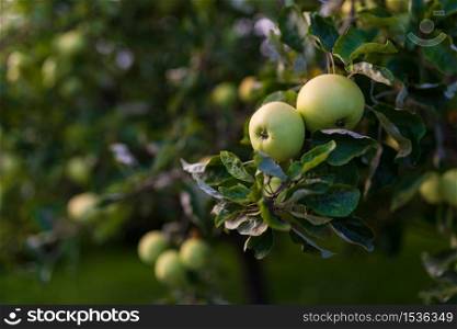 Young green apples growing on a tree. Copy space on left. Young green apples growing on a tree