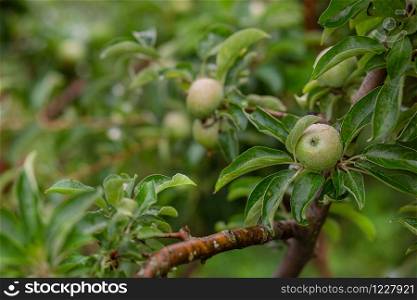 Young green apples on a tree in the garden. Growing organic fruits on the farm. Traditional agricultural farming versus modern fruit tree cultivation.. Young green apples on a tree in the garden. Growing organic fruits on the farm.