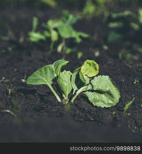 Young green cabbage sprouts in spring garden