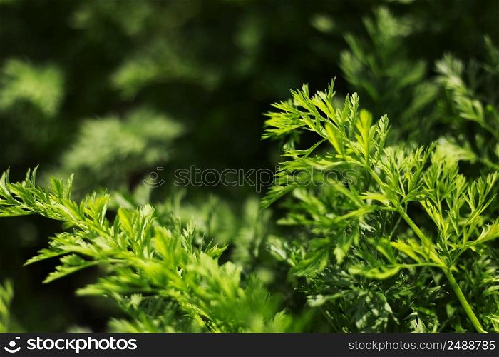 Young green carrot leaves texture. Agriculture background with green carrot leaves. Young carrot plant sprouting out of soil on a vegetable bed. Young green carrot leaves texture. Agriculture background with green carrot leaves. Young carrot plant sprouting out of soil on a vegetable bed.