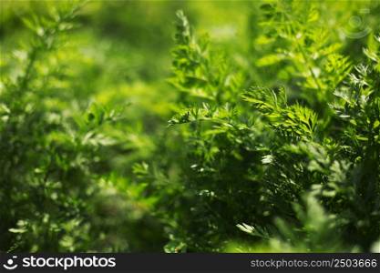 Young green carrot leaves texture. Agriculture background with green carrot leaves. Young carrot plant sprouting out of soil on a vegetable bed. Young green carrot leaves texture. Agriculture background with green carrot leaves. Young carrot plant sprouting out of soil on a vegetable bed.