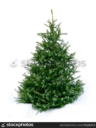 Young green Christmas tree spruce on white snow background. Young green fir tree on snow