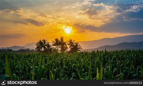young green corn field in agricultural garden and light shines sunset