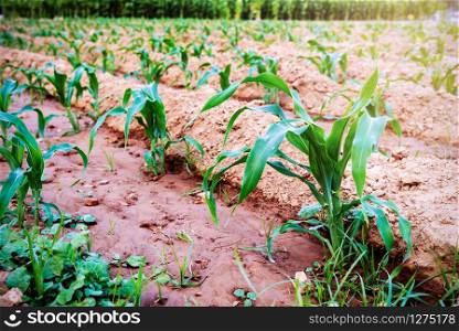 Young green corn growing on the soil in the plantation, Small plant under the evening sunlight in the field farm, Agriculture and cereal cultivation in Thailand. Small plant under the sunlight