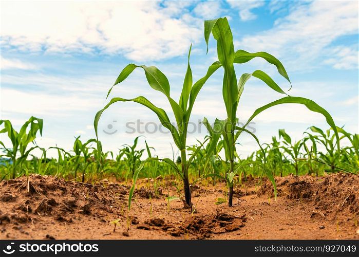 young green corn in farm agriculture concept