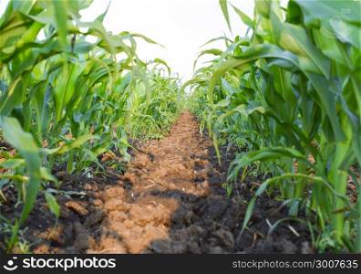 Young green corn on the field. Corn field in the spring. Growing stalks of corn. Young green corn on the field. Corn field in the spring. Growing