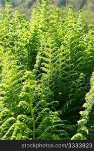 Young green fern can be used for background