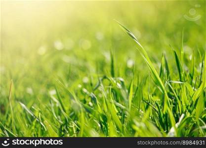 Young green fresh grass in spring. Greenery in sun. Abstract natural background.. Young green fresh grass in spring. Greenery in the sun. Abstract natural background.
