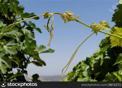 Young green grape leaves on sky background